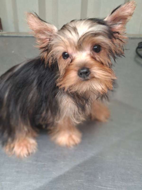 I sell Machitos Yorkie mini