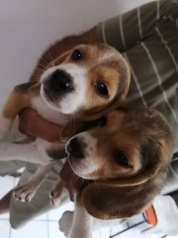 Beagles Tricolor