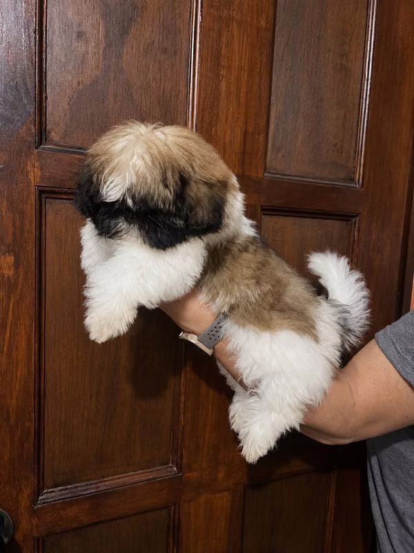 Shit Tzu male puppy