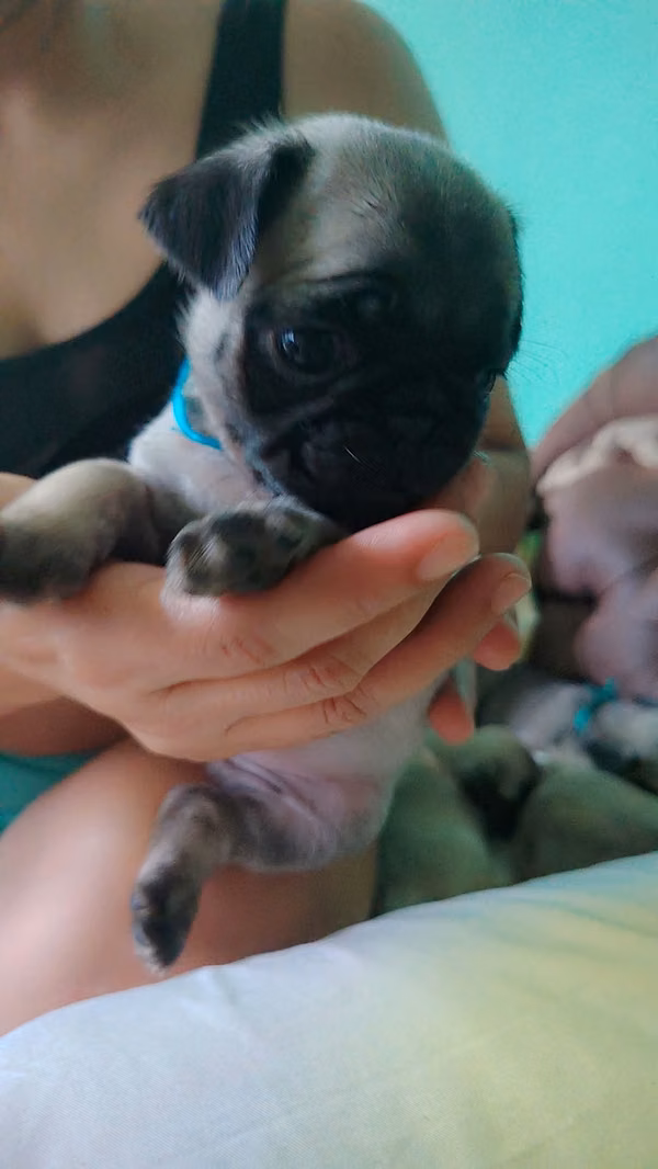 Dog pug 2 strands and 3 males