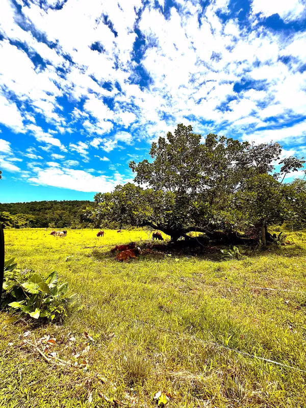 Venta finca Zent de Limon Ganadera y Agrícola 