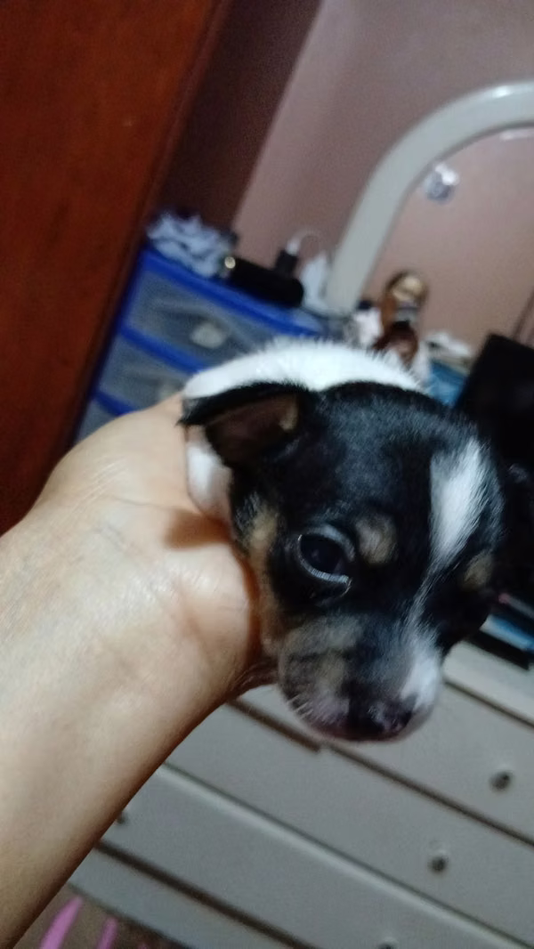 Chihuahua