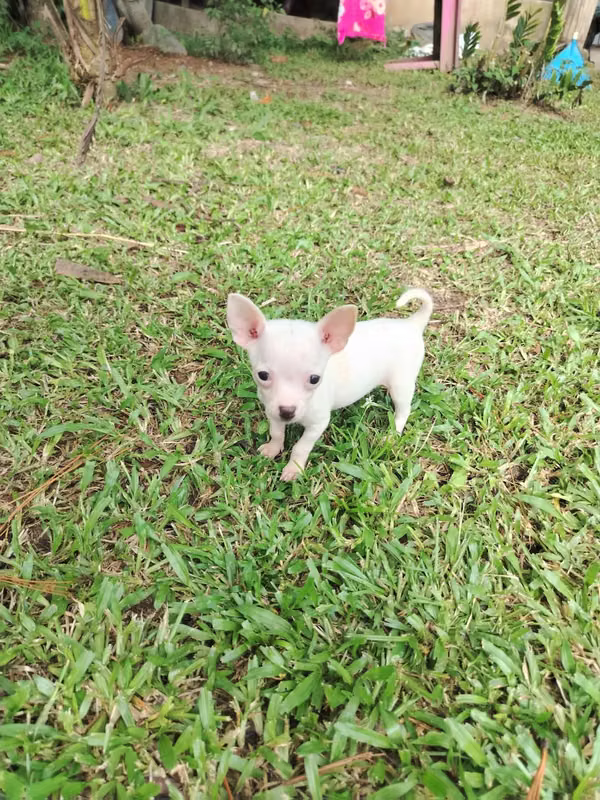 Chihuahuas mini