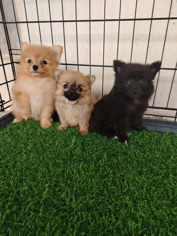 Pomerania