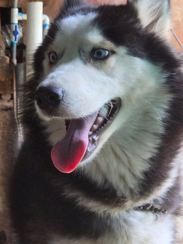 Husky en venta