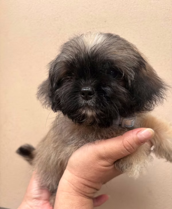 Shitzu male vaccinated and deparated by veterinary doctor information