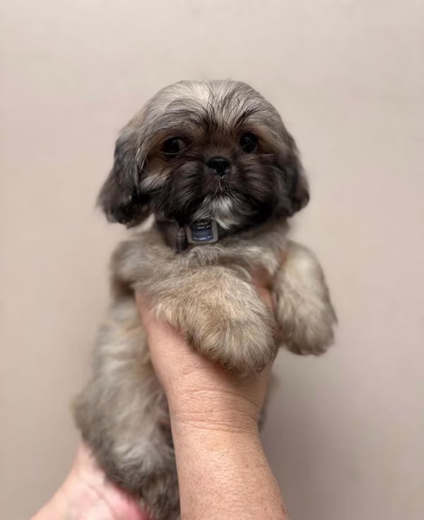 Shitzu marchito minie