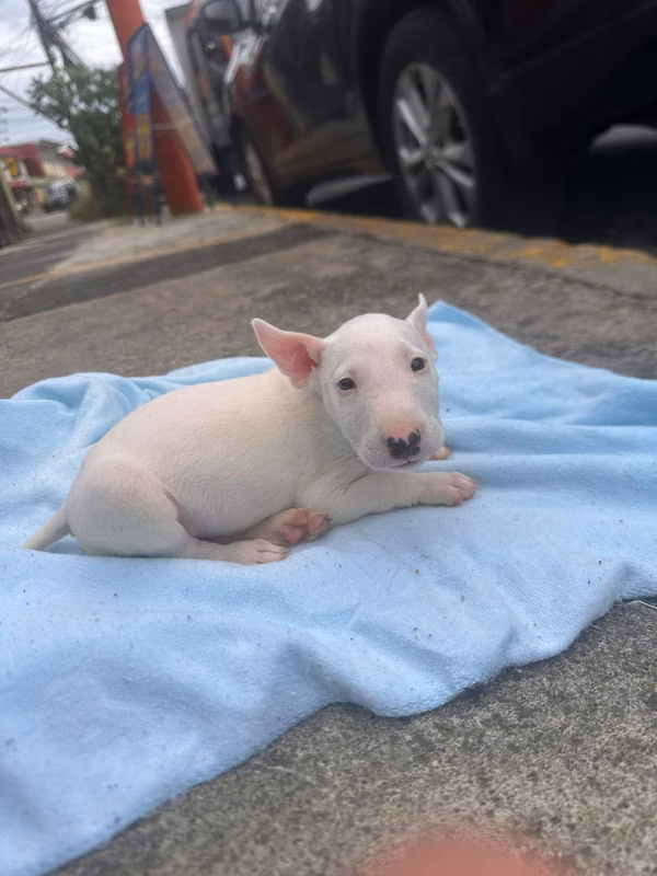 Bull Terrier mini hembra tiene 1 mes 