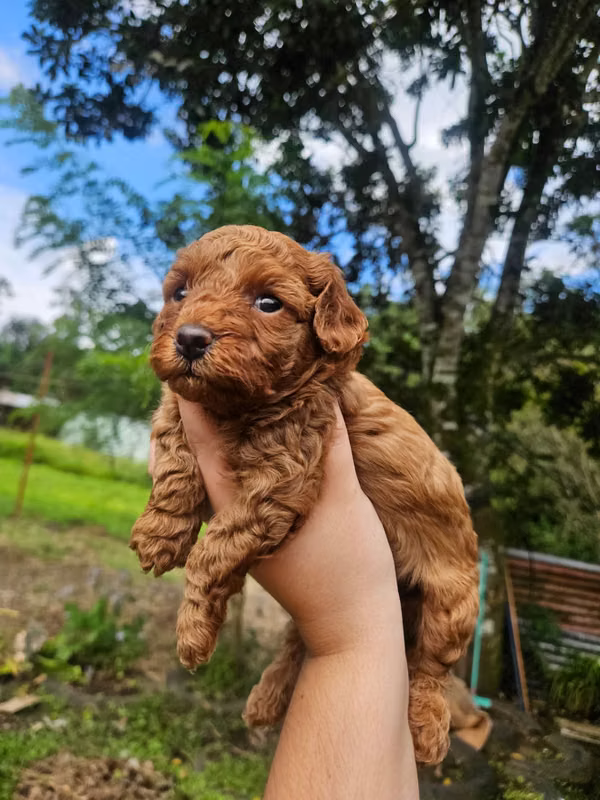 French poodle female Red 350,000