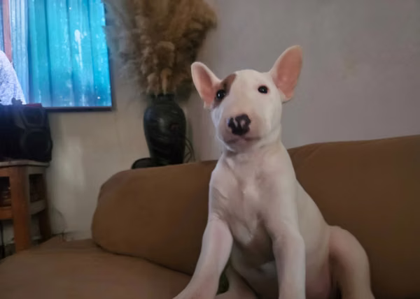 Bull terrier macho disponible 