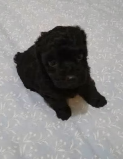 French poodle tacita