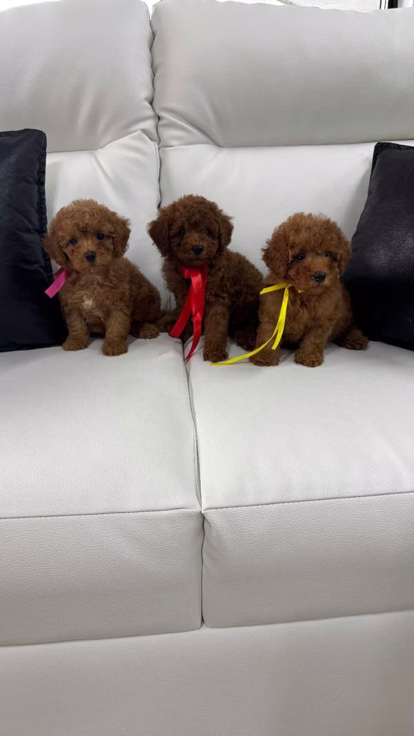 FRENCH POODLE RED AND RED