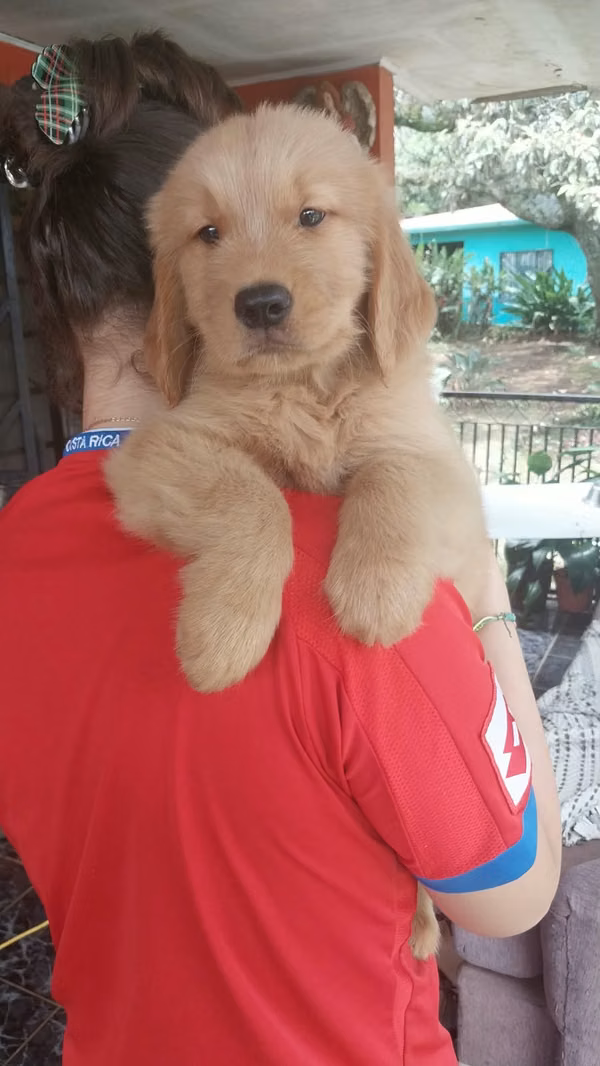 Golden retriever male