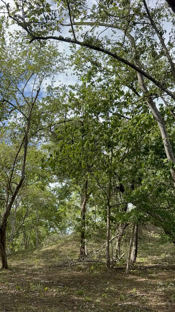 Se vende finca de 5.000 m² con acceso a río en Bagaces, Guanacaste