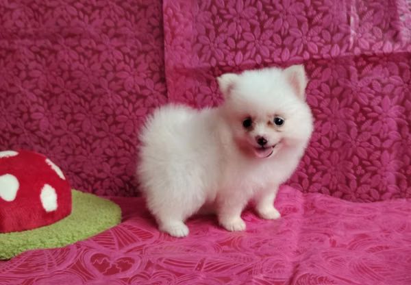 Pomeranian mini