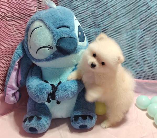 Pomeranian mini