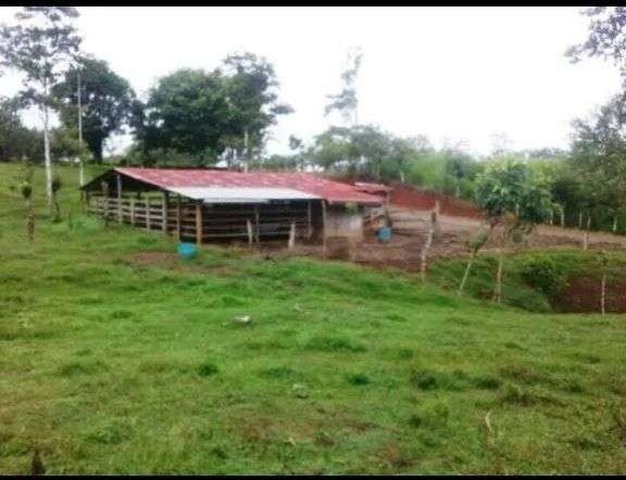 16 Hectarean farm in Santa Rosa de Pocosol, San Carlos, Alajuela