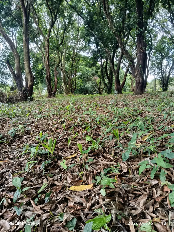 Lote en Venta San Mateo de Orotina 400 m² – 15 Millones
