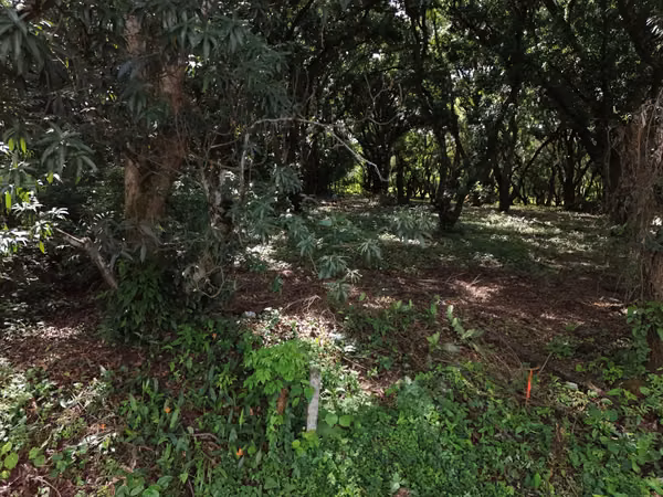 Lote en Venta San Mateo de Orotina 400 m² – 15 Millones