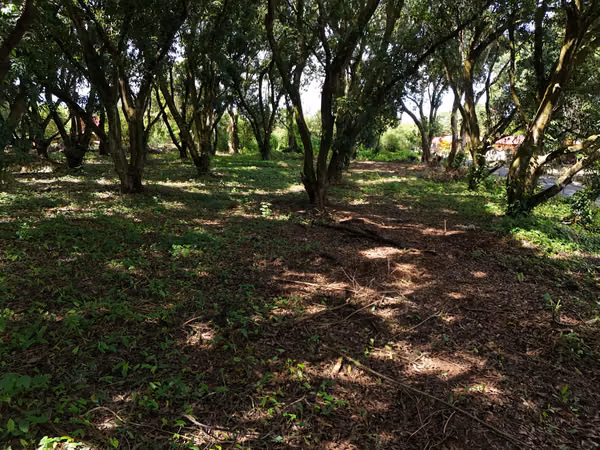 Lote en Venta San Mateo de Orotina 400 m² – 15 Millones