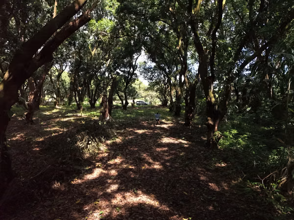 Lote en Venta San Mateo de Orotina 400 m² – 15 Millones