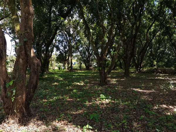 Lote en Venta San Mateo de Orotina 400 m² – 15 Millones