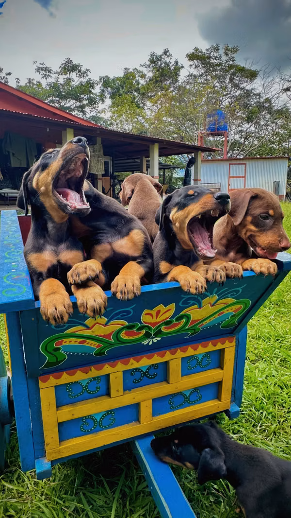 Doberman Top