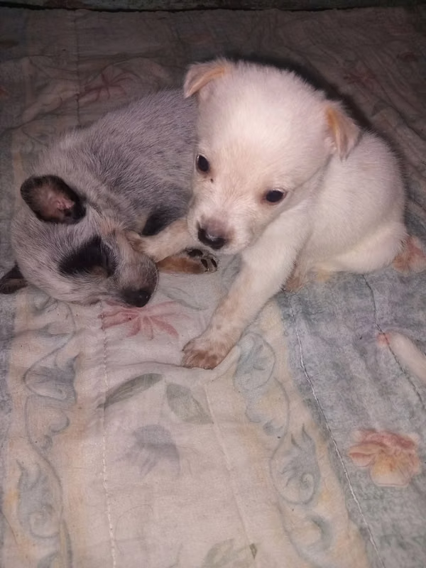 Australian Boyero Cachoros