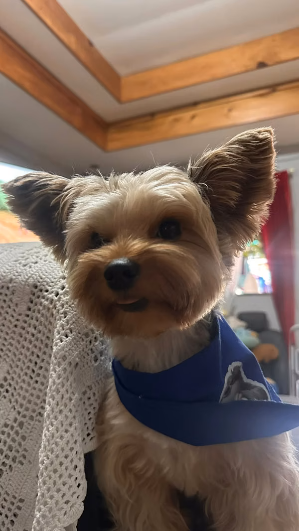 I'm looking for Bride Yorkie