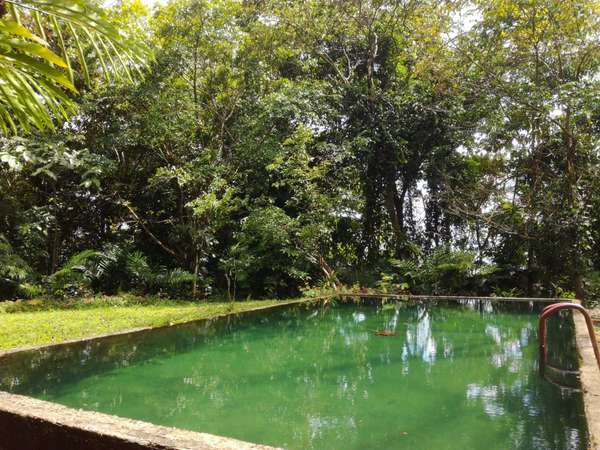FARM FOR SALE IN LLANO BONITO, RÍO CLARO – 165 HECTARES OF NATURE AND AFRICAN PALM PRODUCTION