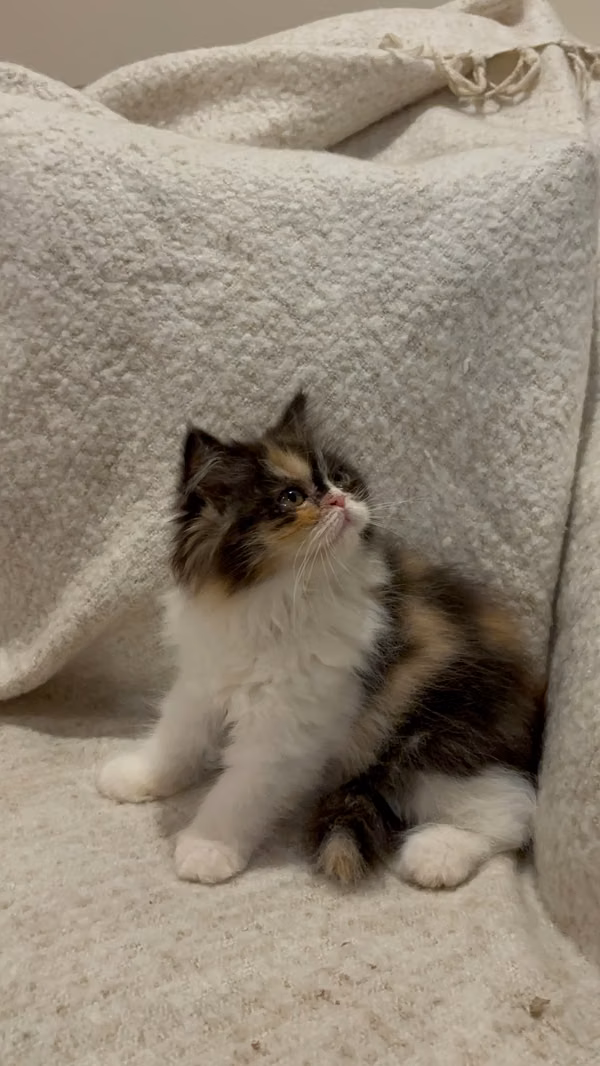 Gatita Persa Calica for sale