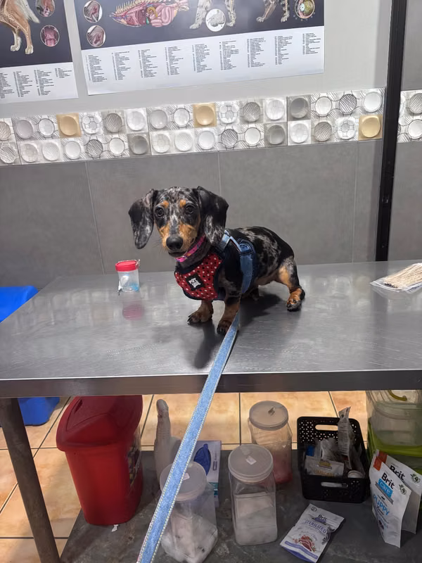 Female arlequin sausage
