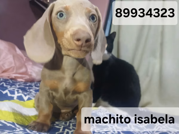 I sell Macho and Female Skates.