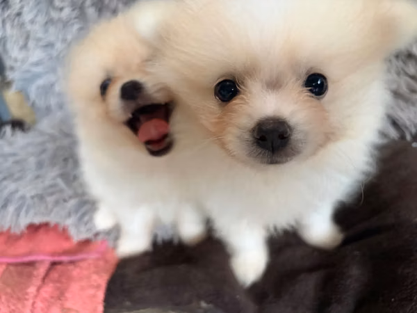 Pomerania