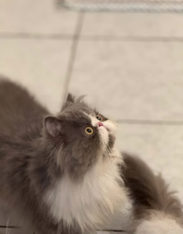 Extreme cat