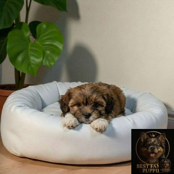 Cachorro BICHON HABANERO available
