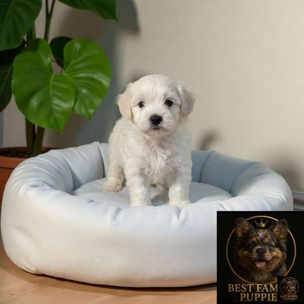 Cachorro Pequinés Maltese / Pekingese Maltese Mix available