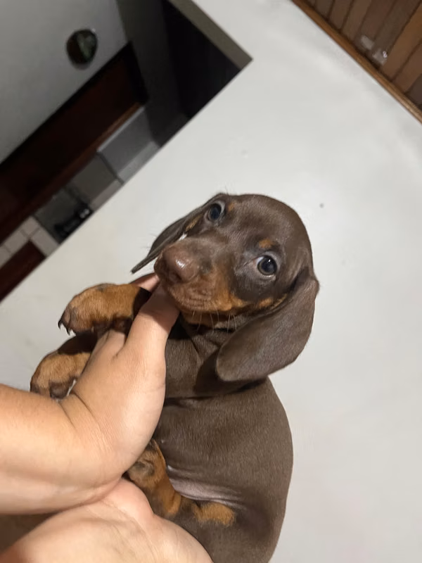 Perrit Sausages