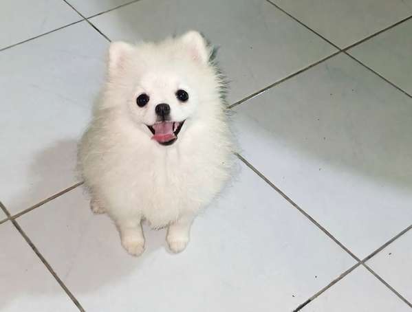 Pomerania