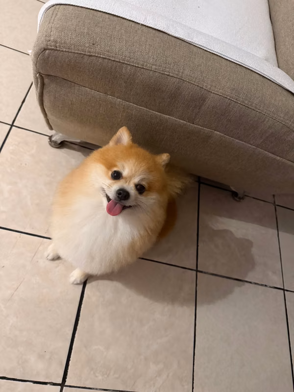 Beautiful 3-year-old Pomerania available for Tibás crossing