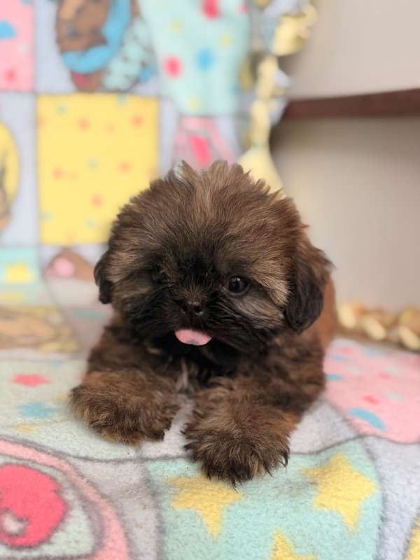 Shih tzu macho genética chocolate 