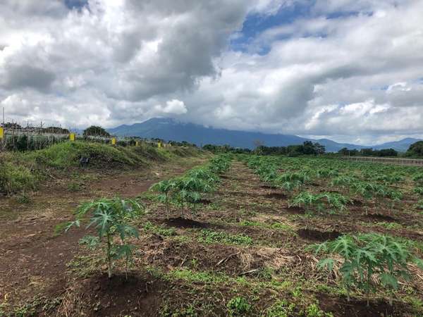Orotina Finca, multiple GVO uses