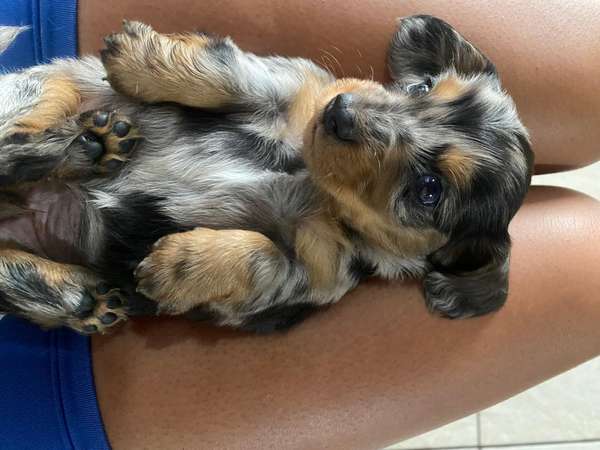 Dog sausage