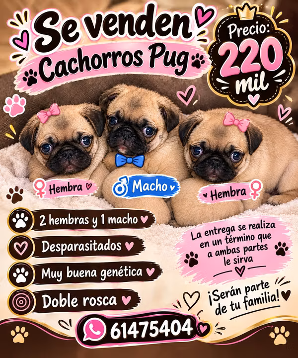 Se venden perritos pug