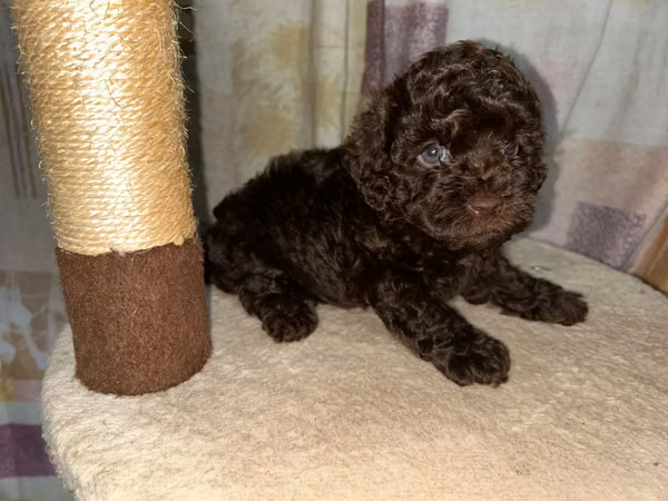 French female and male poodle! Chihuahua head female apple