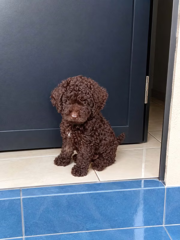 French poodle. Male and female