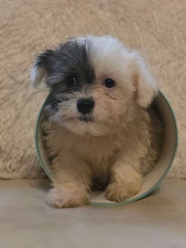Pekinese