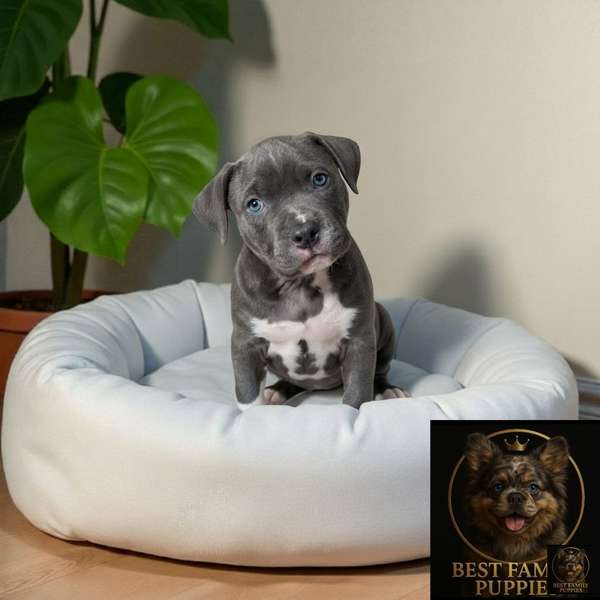 AMERICAN STAFFORD Cachor available