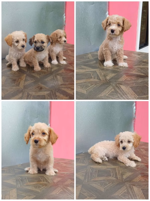 I sell 4 males french poodle