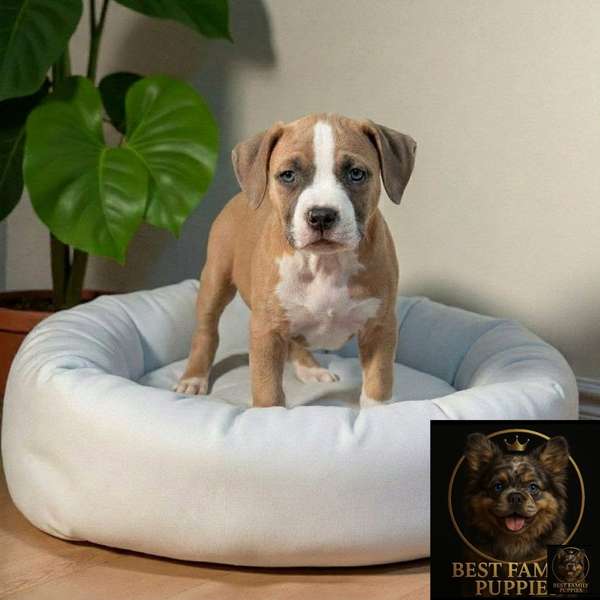 Cachorro AMERICAN STAFFORD disponible